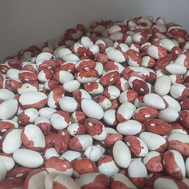 لوبیا پروانه ای(بریبست)