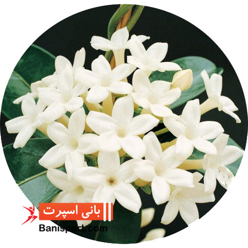 روغن ماساژ گل یاسمن
