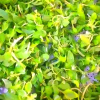 دلال ماست،دلار ماست،درار ماست یک کیلویی گیلان .رشت 