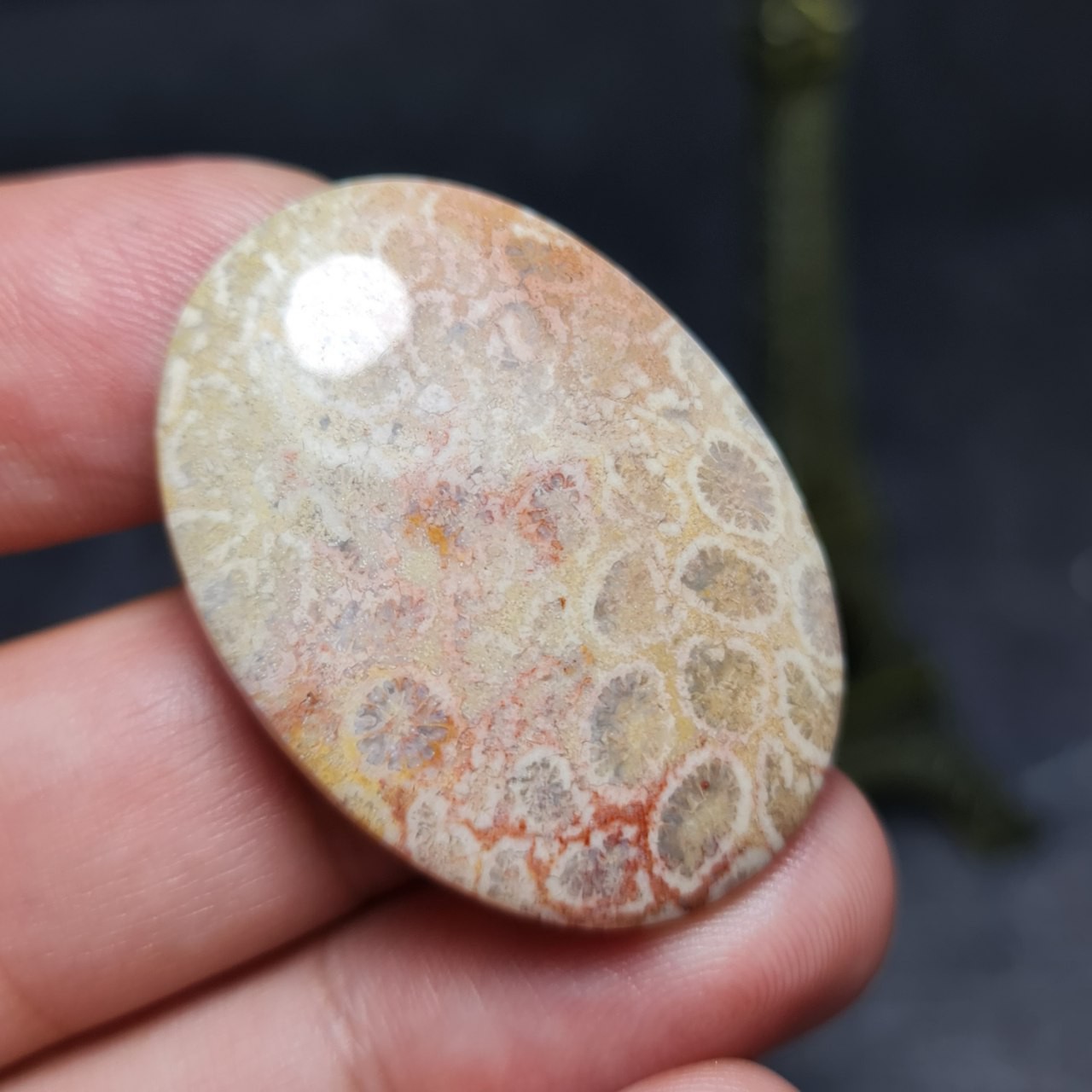  نگین درشت سنگ صد درصد طبیعی فسیل مرجان اصل معدنی
کد  27876
