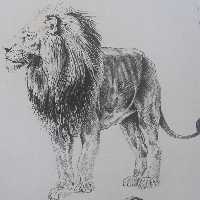نقاشی سیاه قلم شیر همراه با قاب