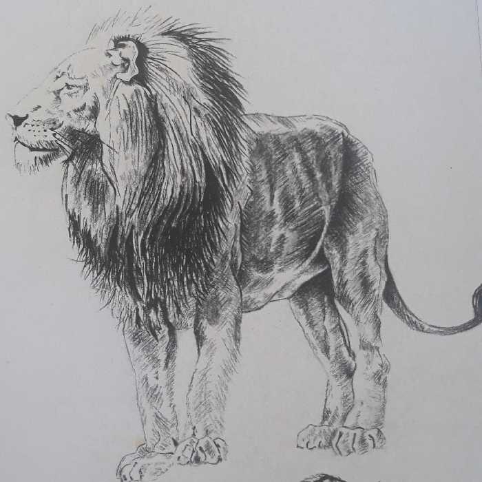 نقاشی سیاه قلم شیر همراه با قاب