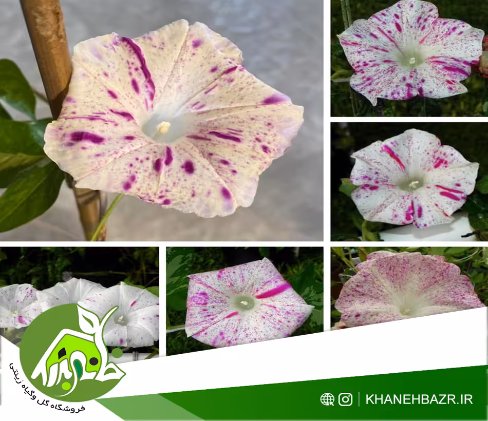 بذر نیلوفر قرمز اسپیکلد Red Speckled Species - خانه بذر | فروشگاه بذر وارداتی گل و گیاه زینتی 1404