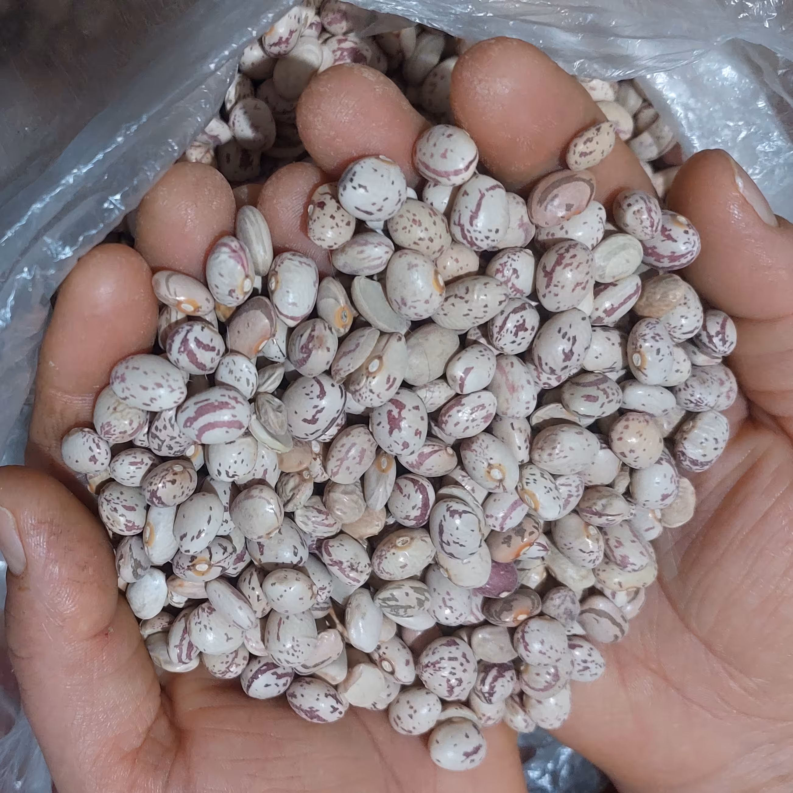 لوبیا چیتی یک کیلو گرمی