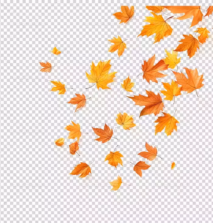 عکس PNG برگ های پاییزی | گرافیک با طعم تربچه