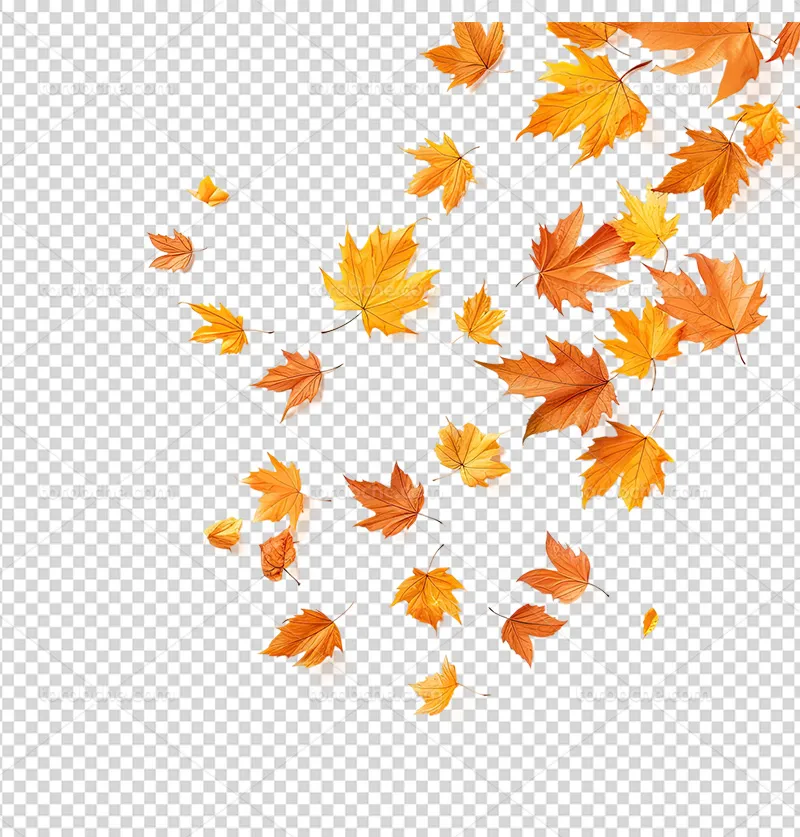 عکس PNG برگ های پاییزی | گرافیک با طعم تربچه