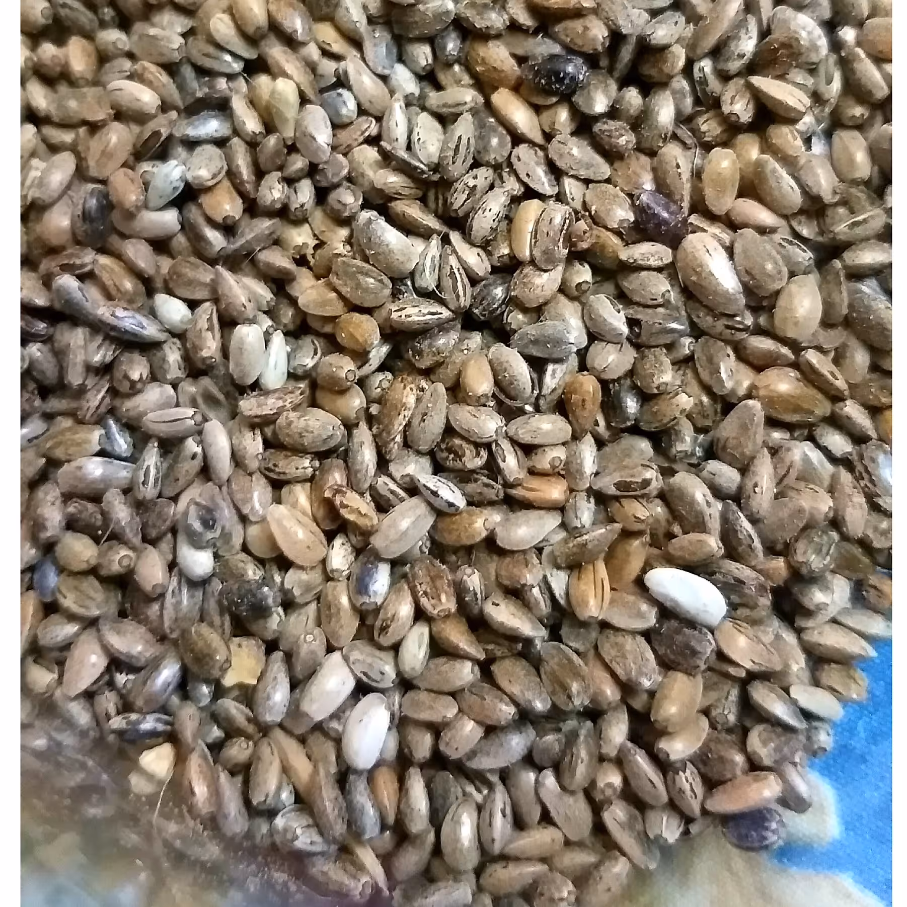 بذر خارمریم (300 گرمی )