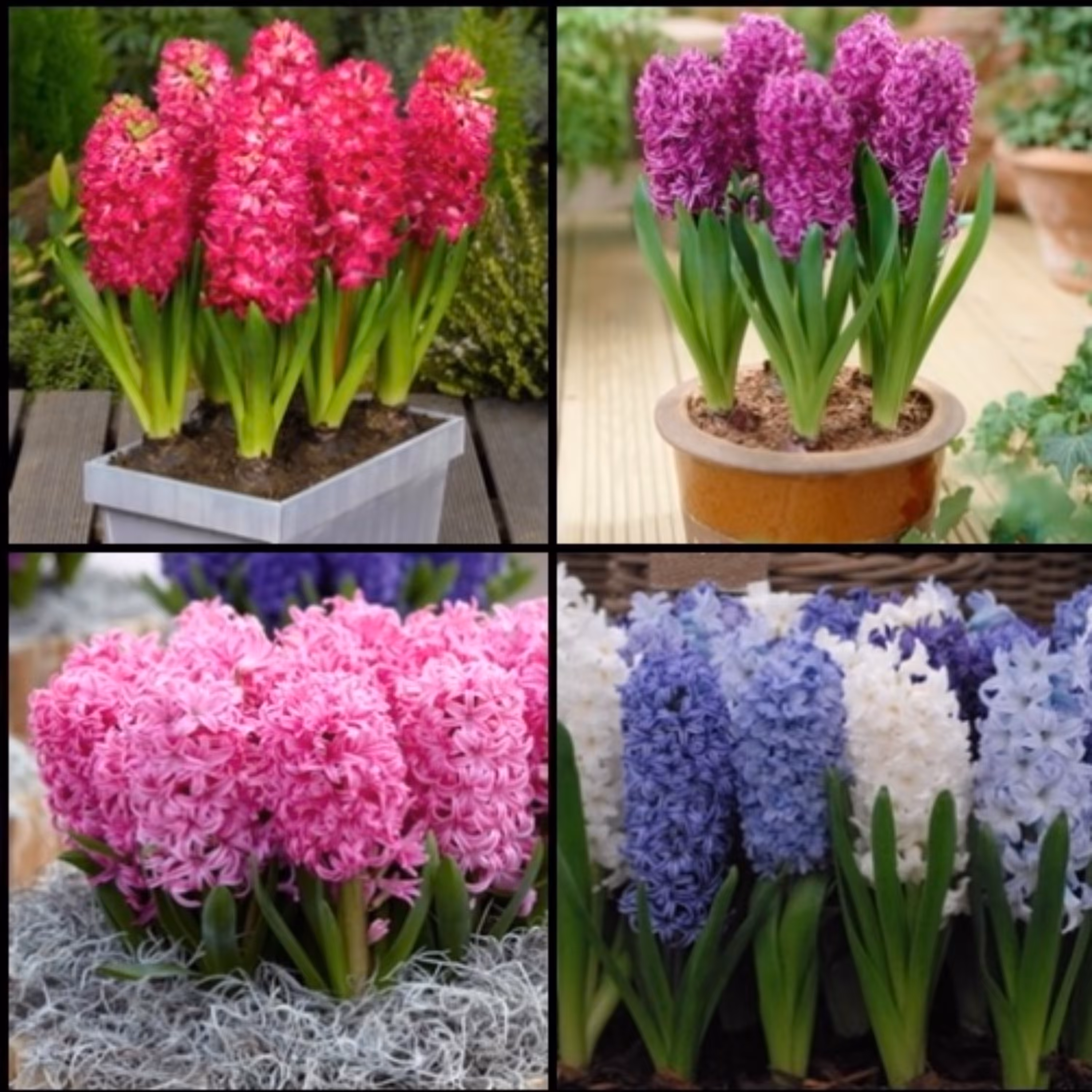 پیاز سنبل هلندی(5 رنگ5عددی درشت )
