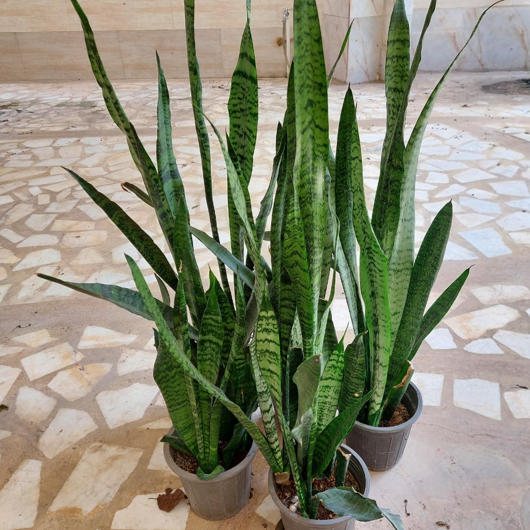 سانسوریا سبز  شمشیری - سطل سه