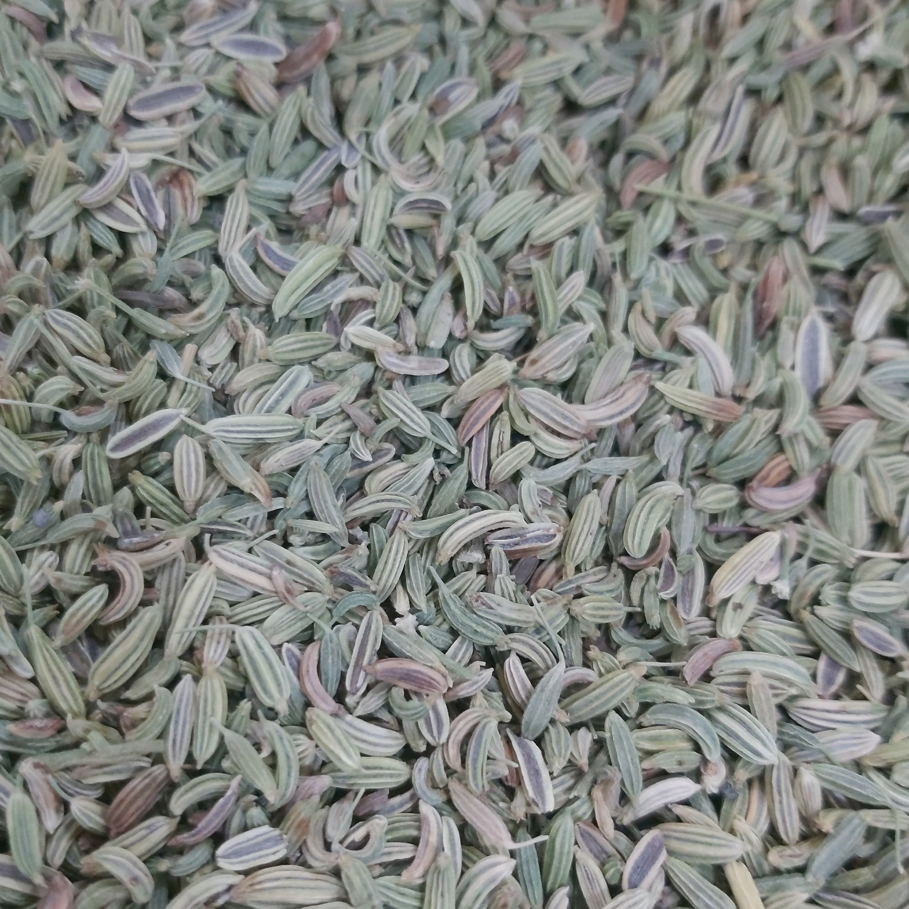 رازیانه سرت تمیز سبز سبز و پاک شده 