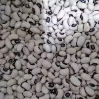 لوبیا چشم بلبلی ممتاز برکت خوشپخت پاک شده تمیز درجه یک