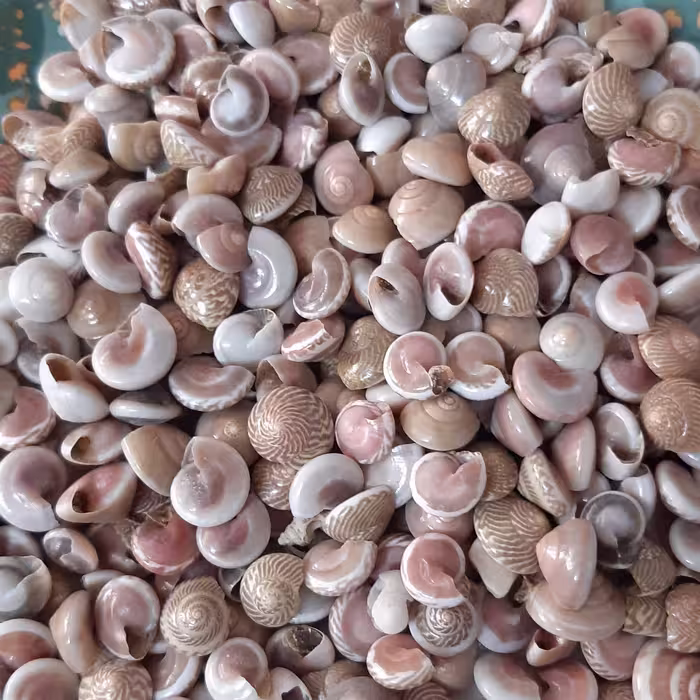 حلزون ریز رنگی