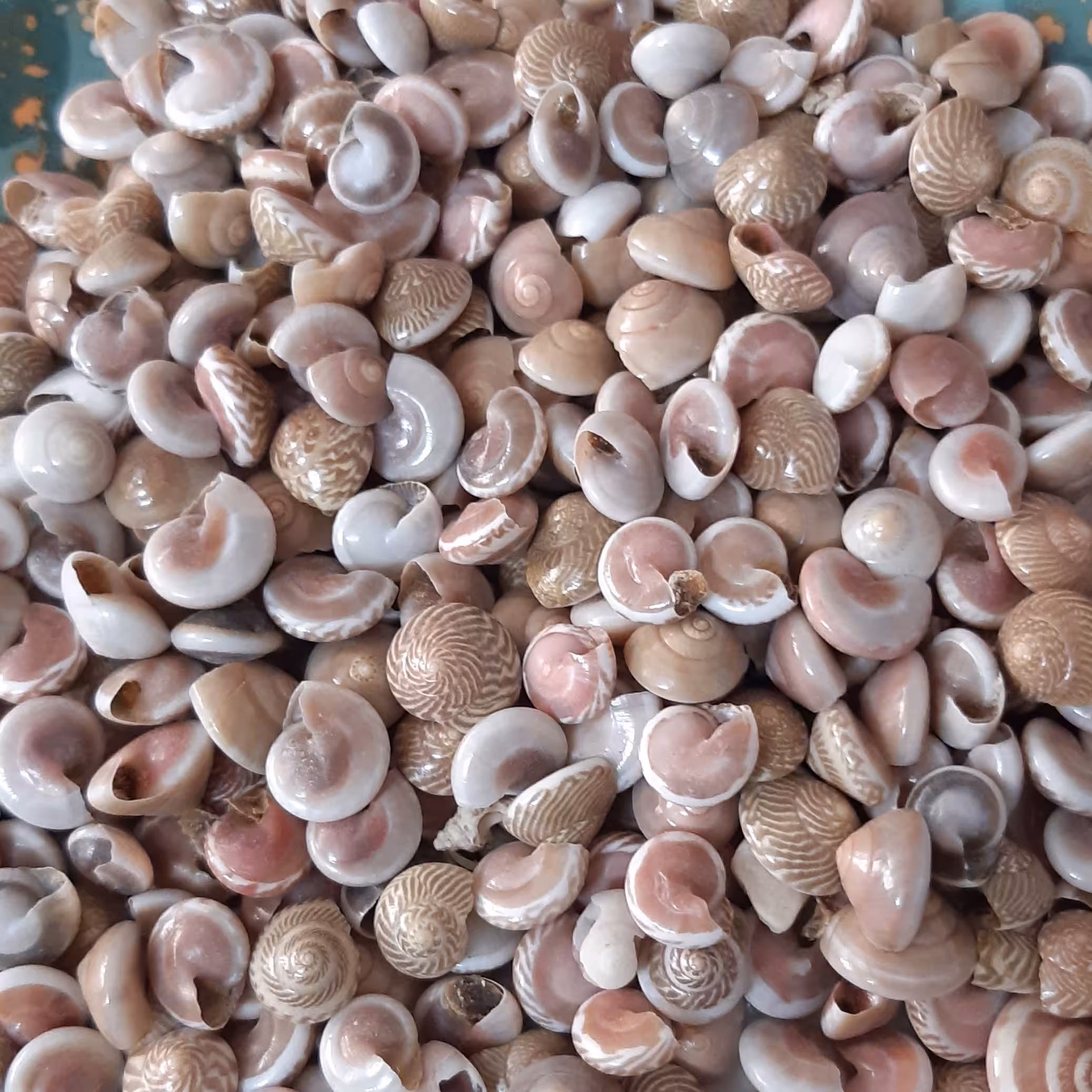 حلزون ریز رنگی