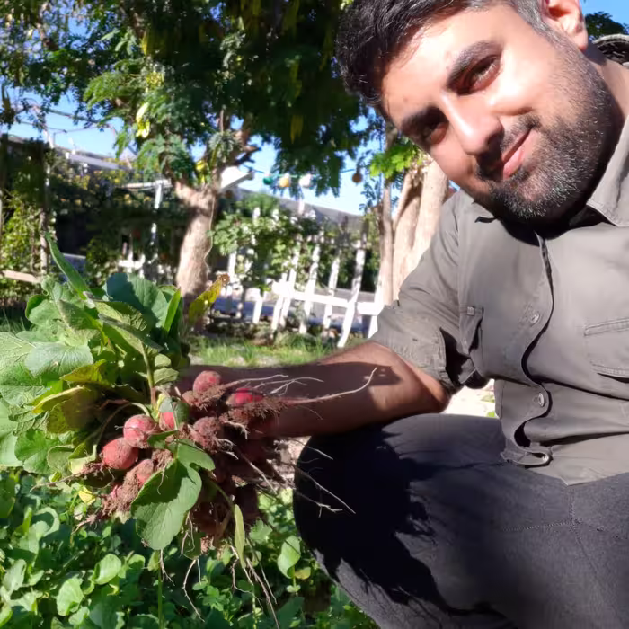 بذر تربچه قرمز ایرانی