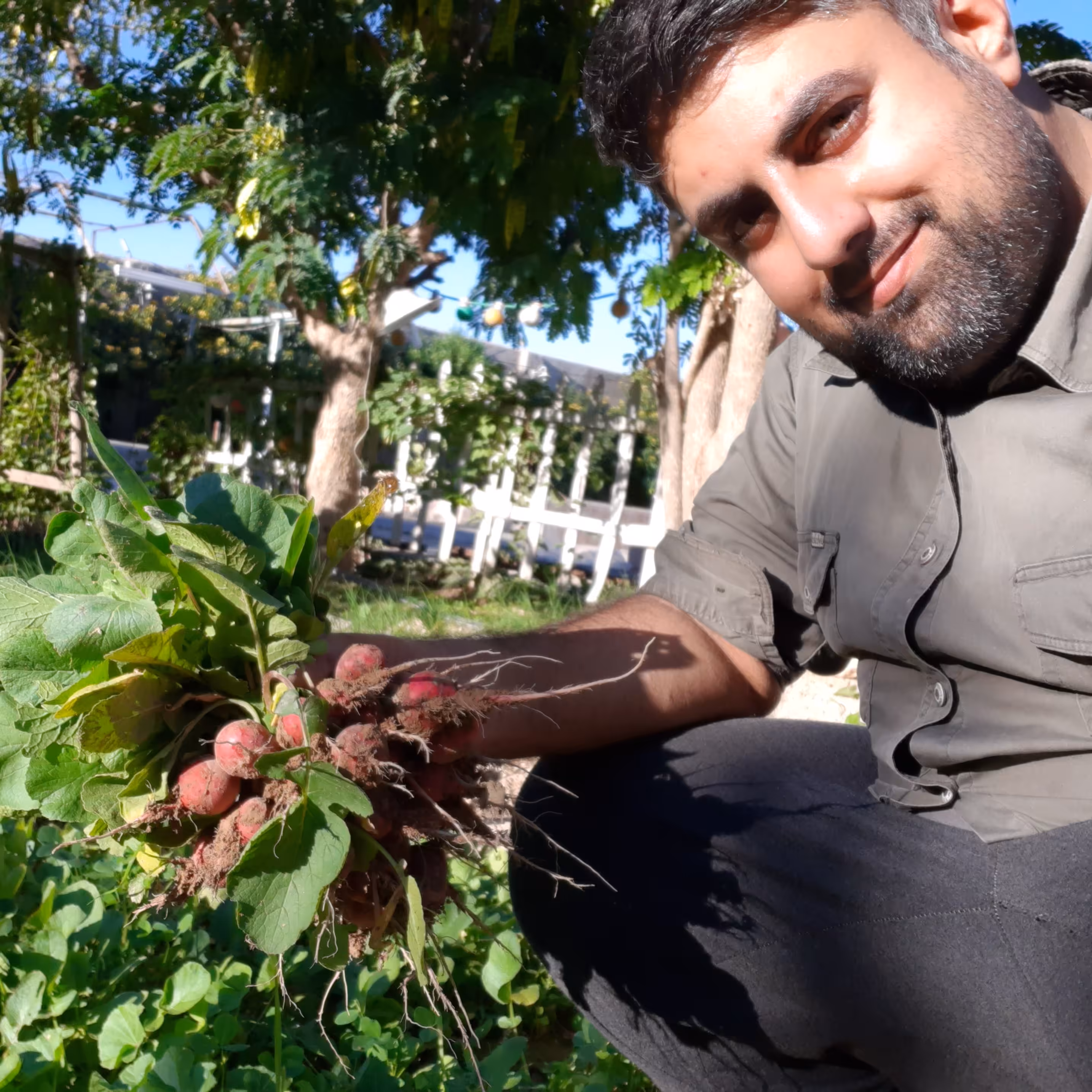 بذر تربچه قرمز ایرانی