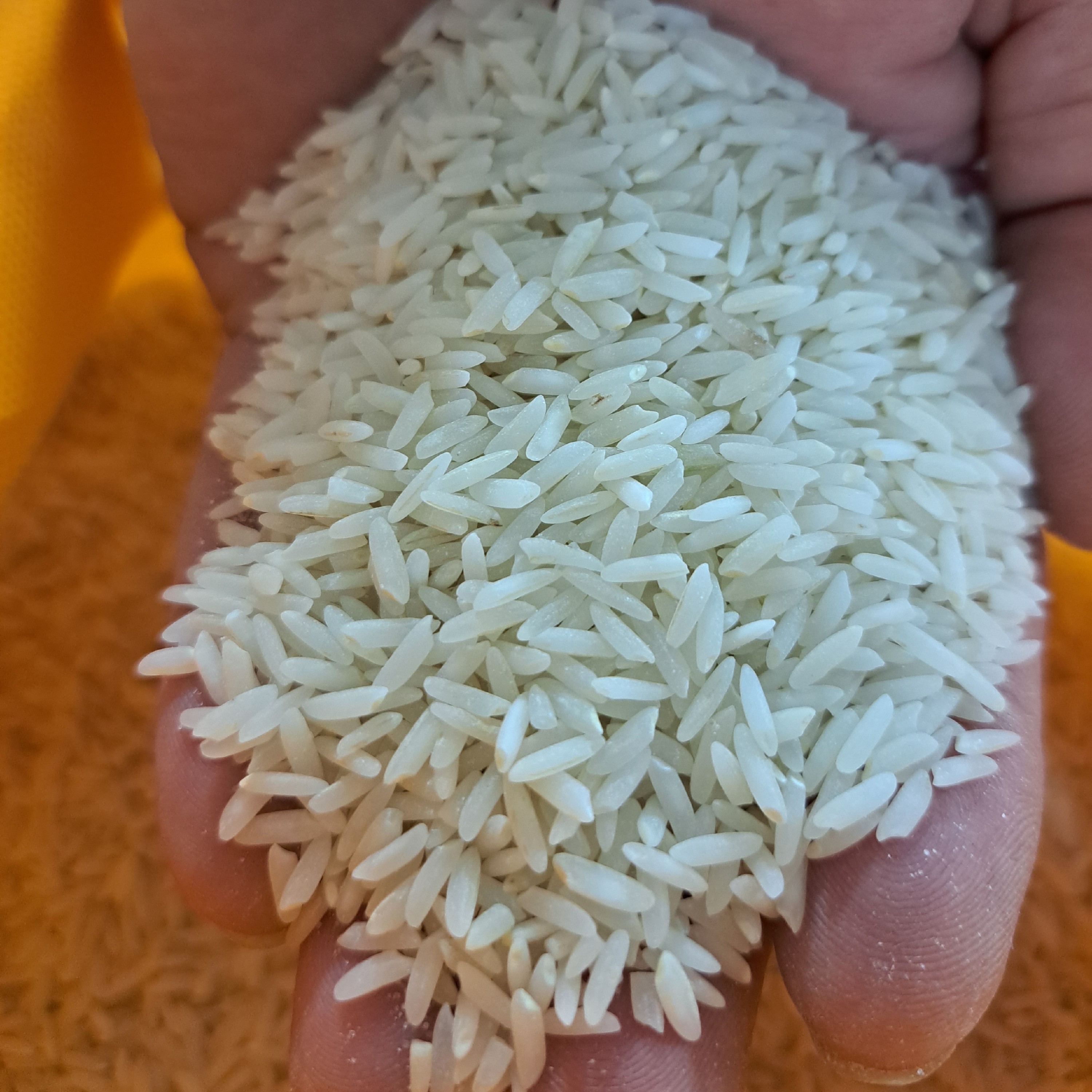 طارم هاشمی درجه یک 500 کیلو گرم