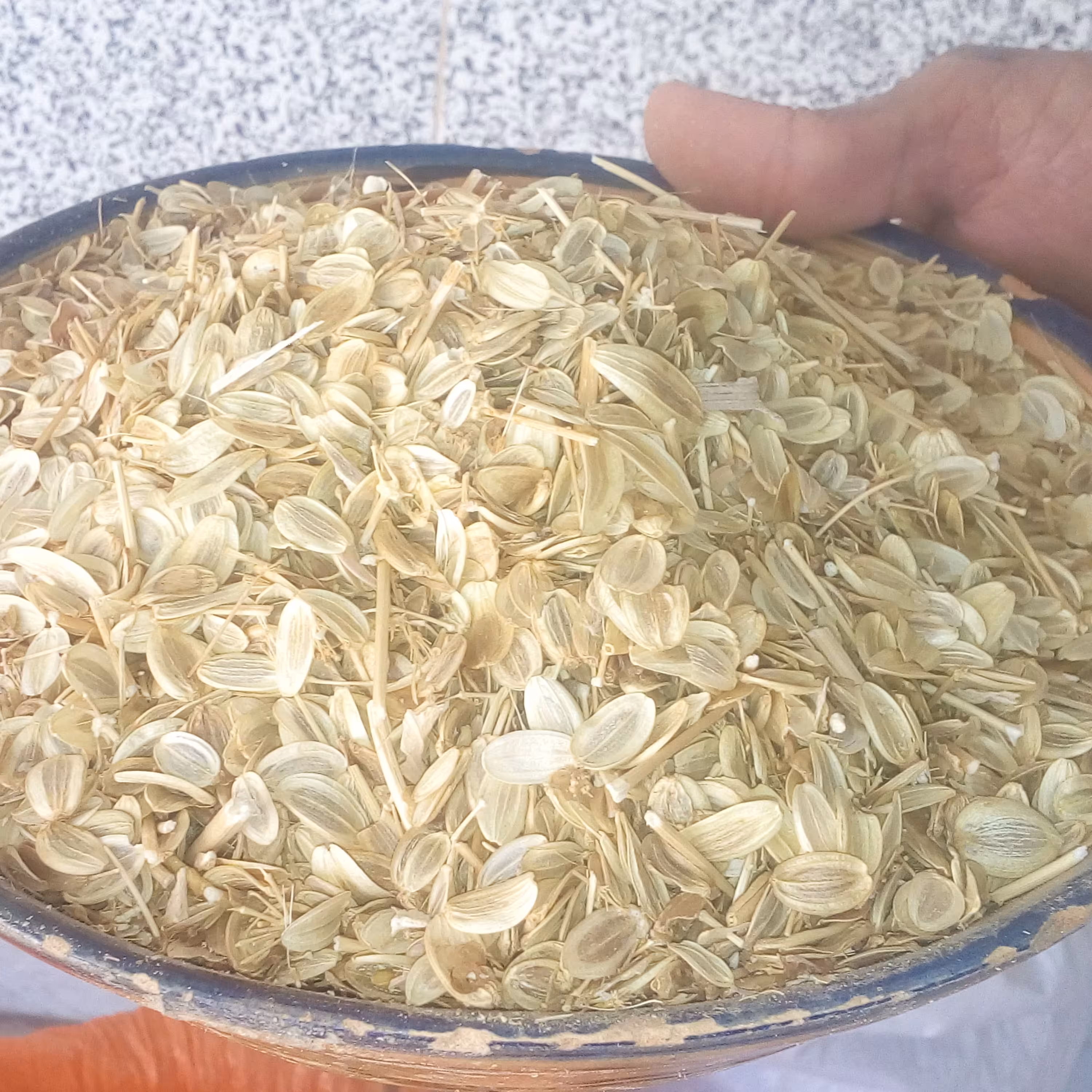 بذر انغوزه شیرین   (اماده کشت) بسته های 100گرمی