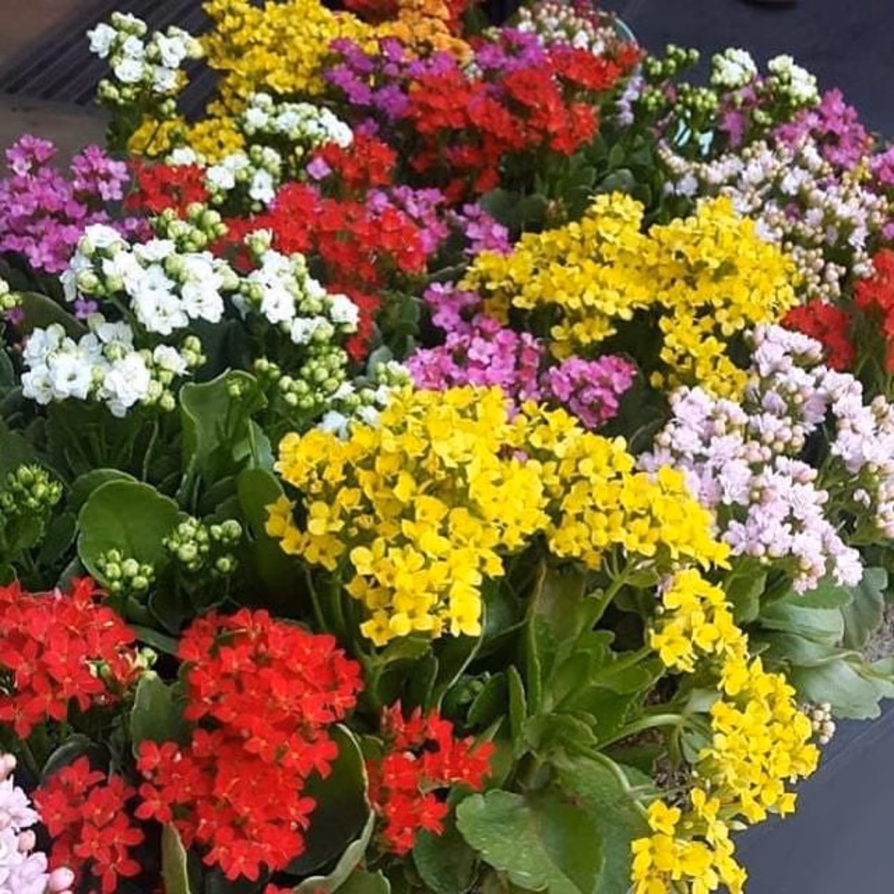 گل کالانکوا گیاه گلدار باغچه ای با تنوع سایز و رنگ 