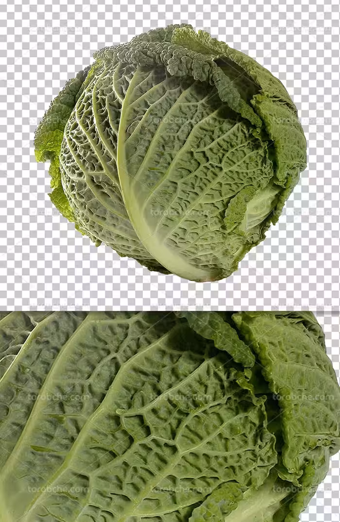 عکس کاهو پیچ دوربری | گرافیک با طعم تربچه