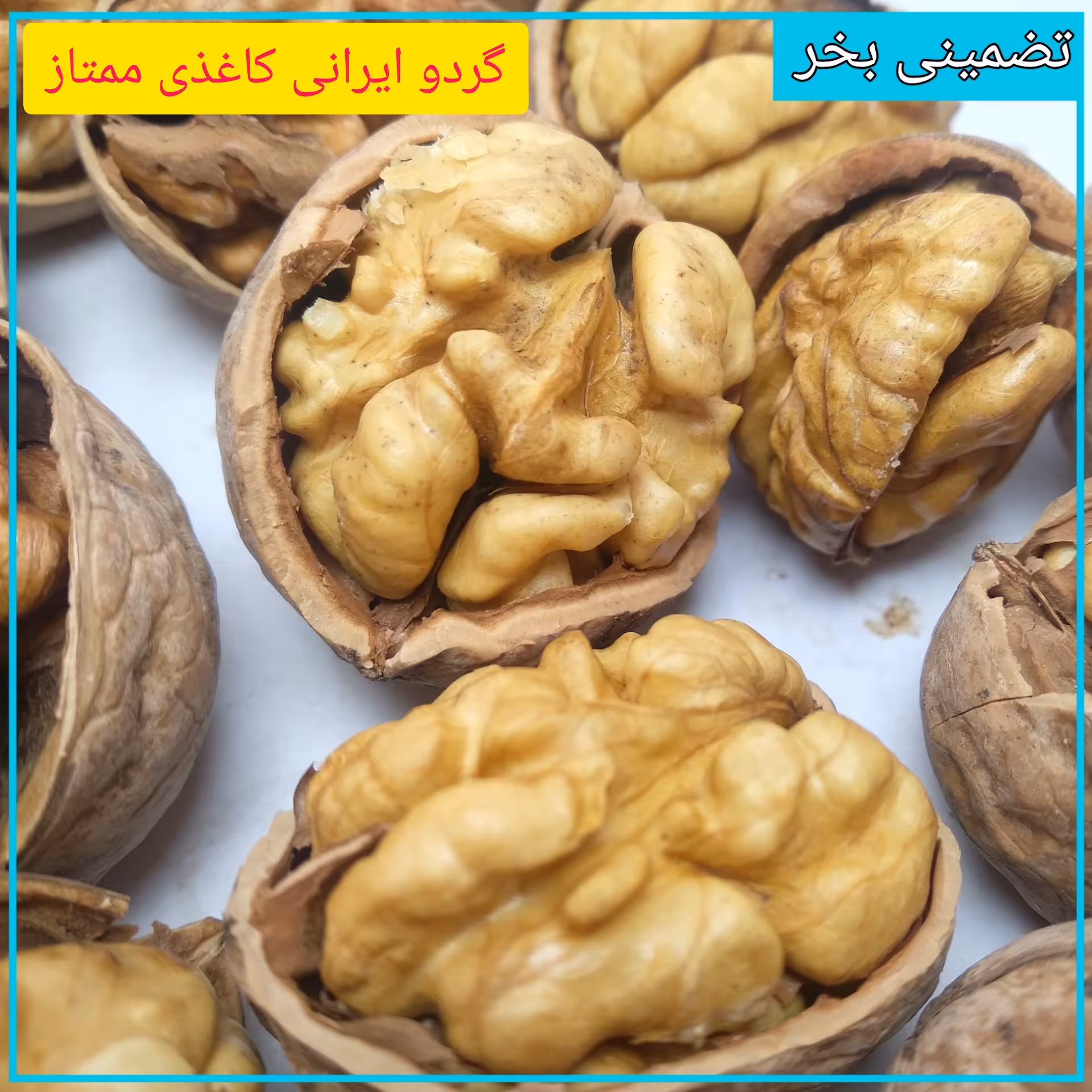  گردوی ایرانی سه کیلویی برداشت1402