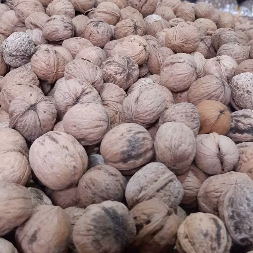 گردو پر مغز چرب کردستان