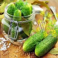 عکس با کیفیت خیارشور | گرافیک با طعم تربچه