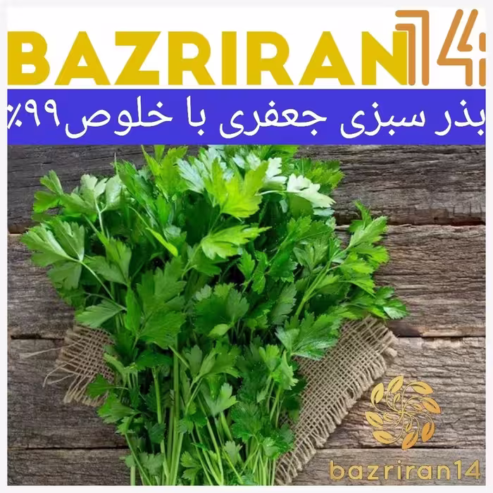 بذر سبزی جعفری با کیفیت و خلوص 99درصد