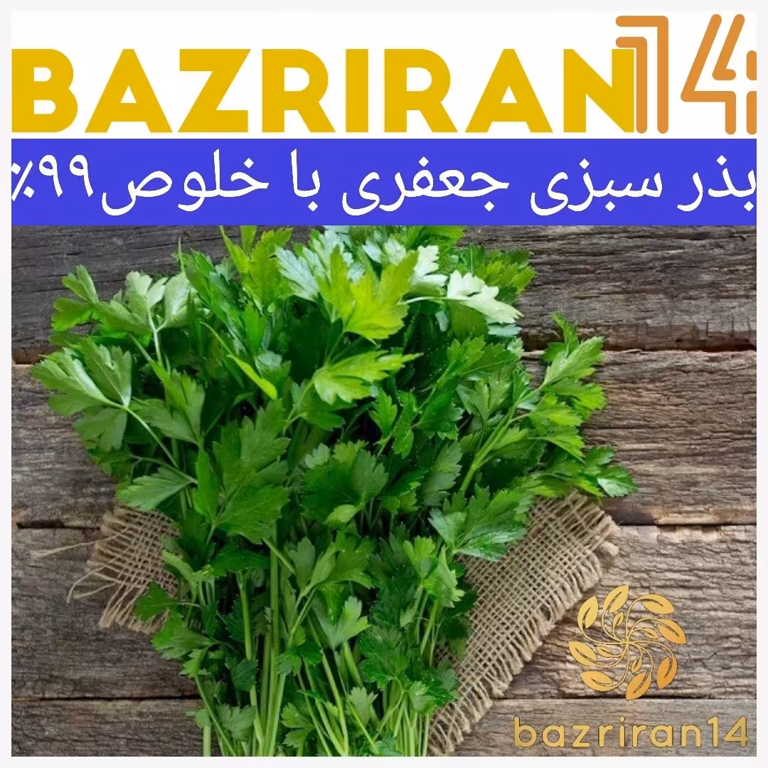 بذر سبزی جعفری با کیفیت و خلوص 99درصد