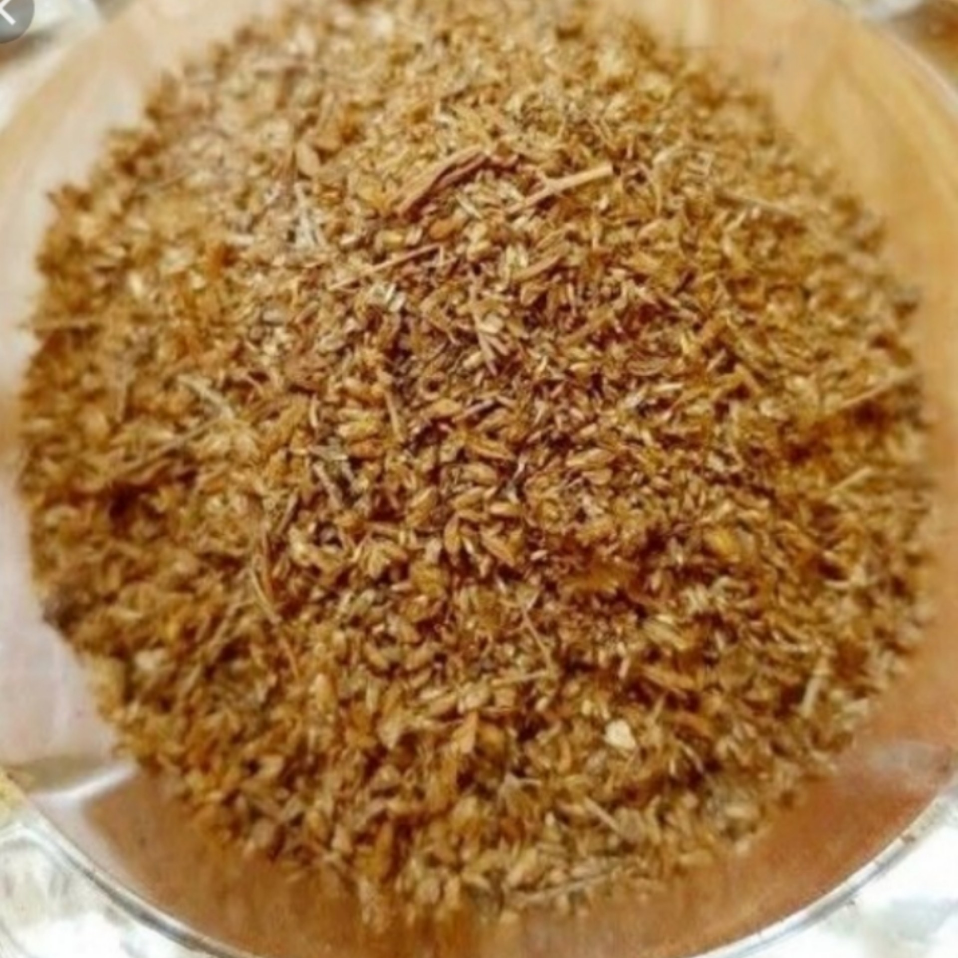 گیاه درمنه اصل  100 گرم 