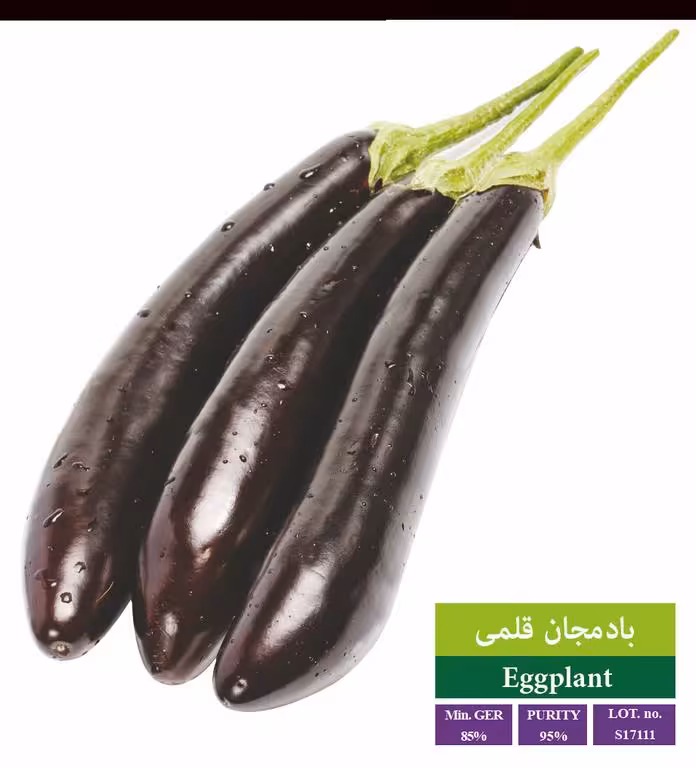 بذر بادمجان قلمی - بذر طلایی رویان