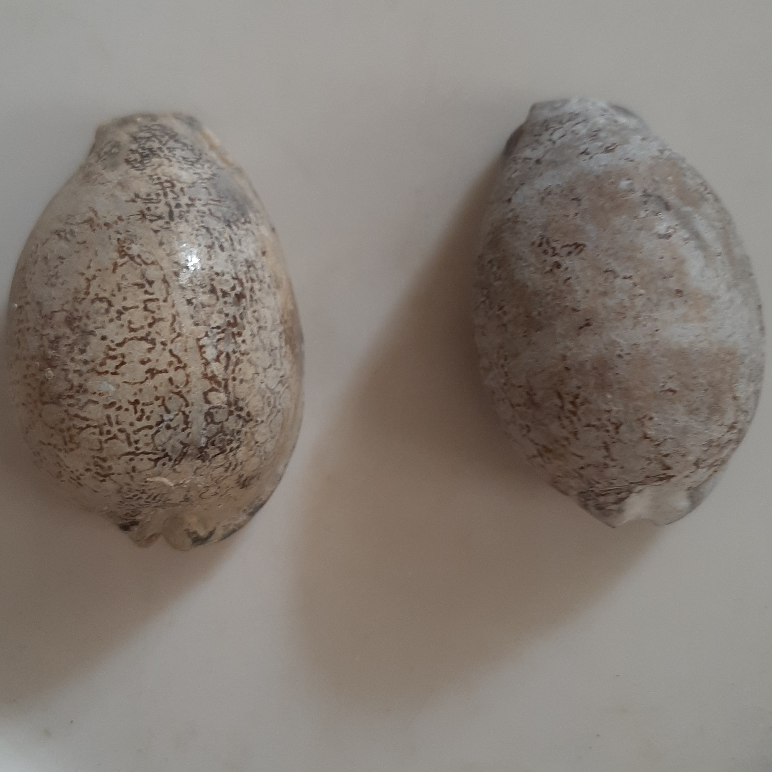 صدف گور درشت هر عدد