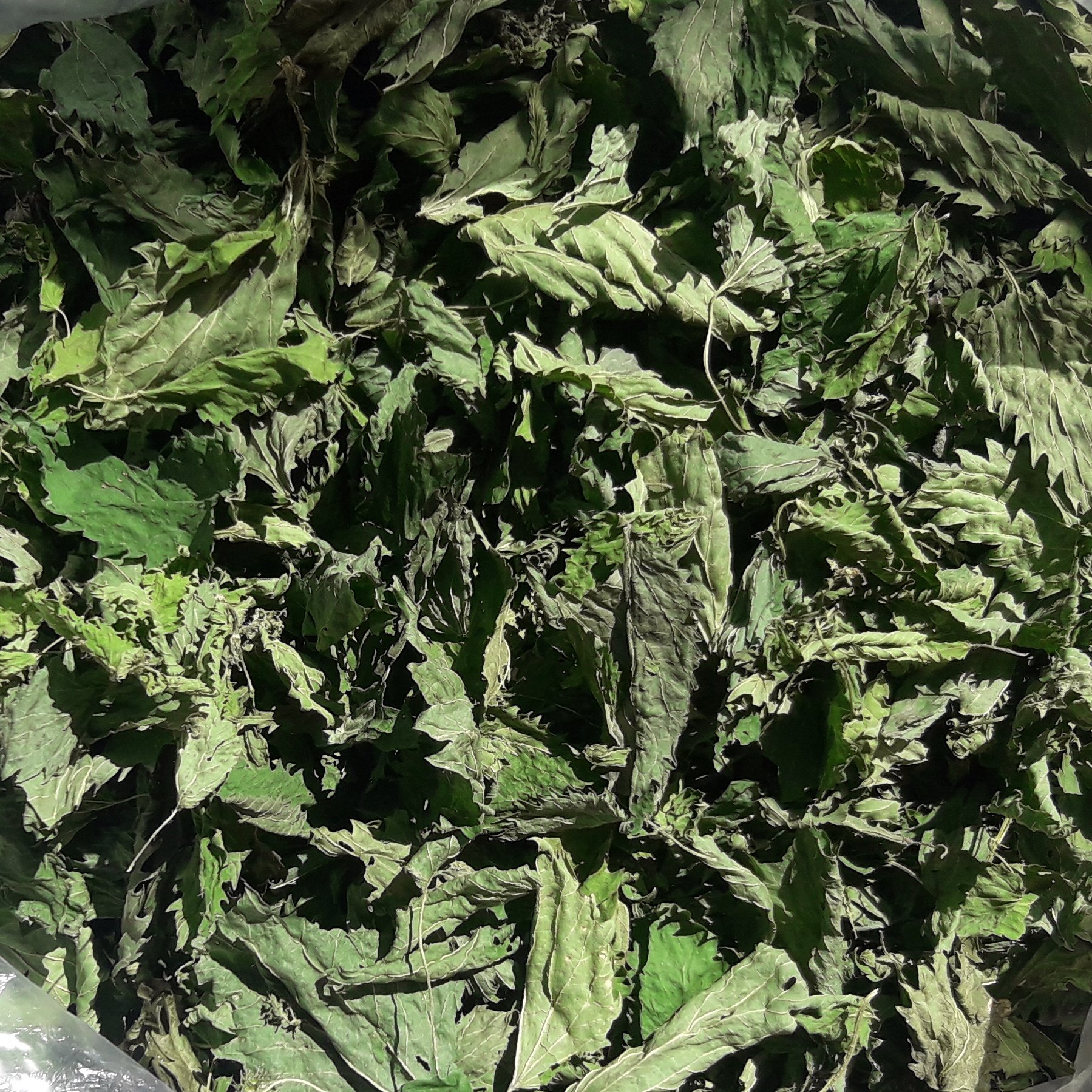 گزنه خشک کاملا طبیعی و تمییز