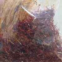 زعفران قاینات  با ریشه