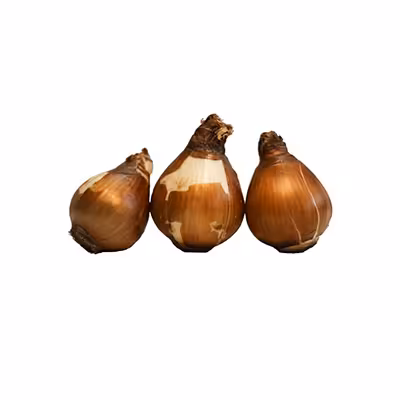 پیاز گل نرگس