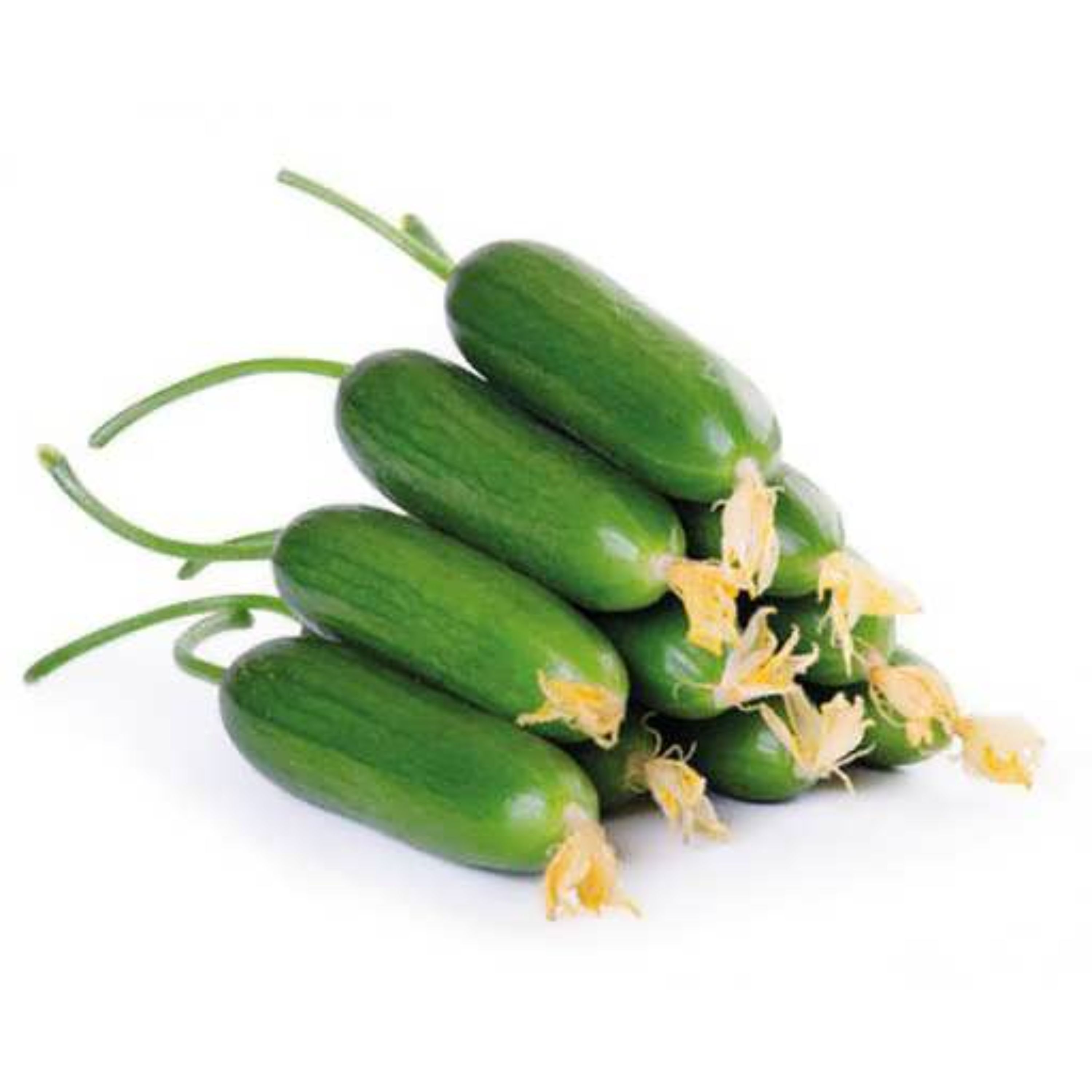 بذر خیار جالیز اصفهان (غیر درختی) 20 عددی