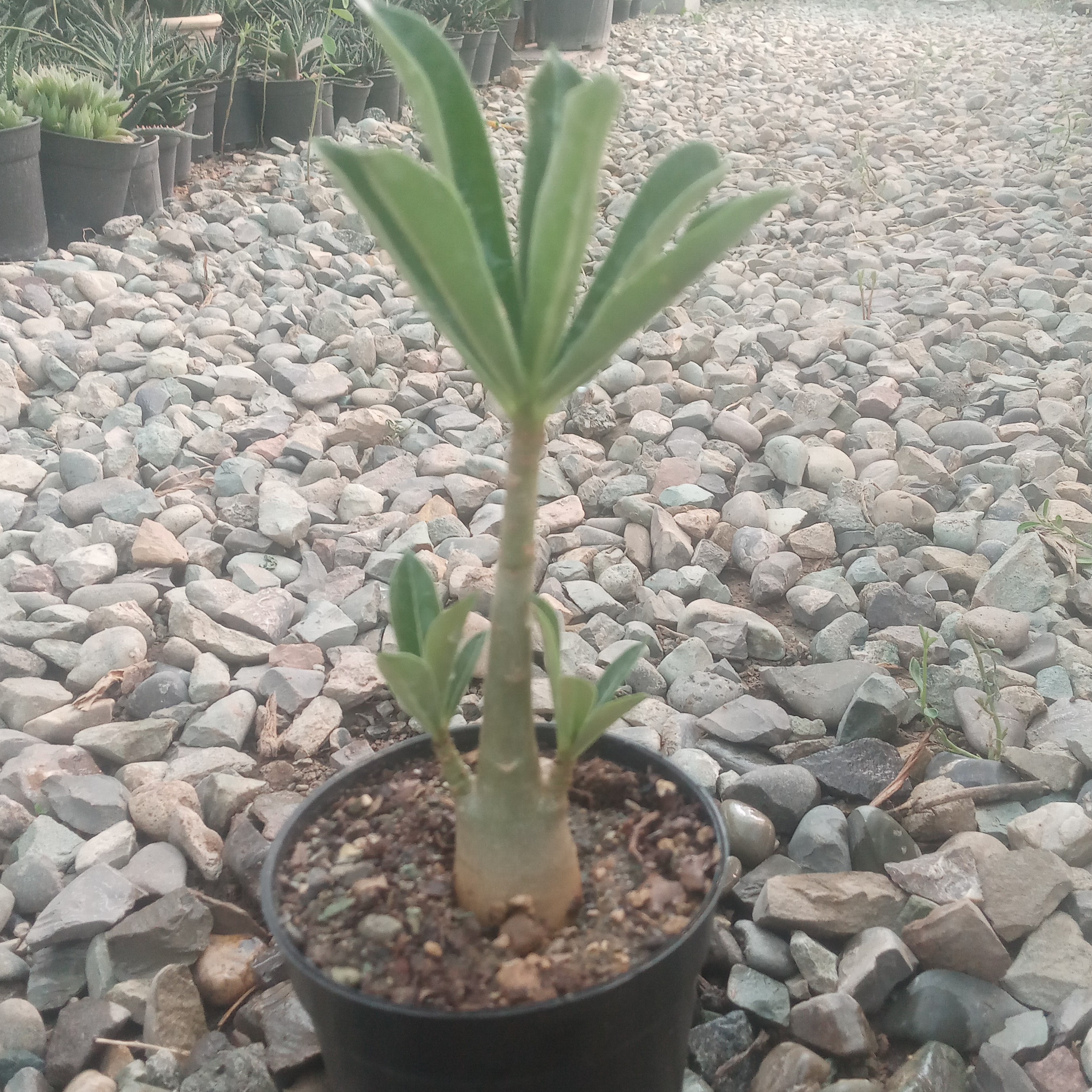 گل آدانییوم