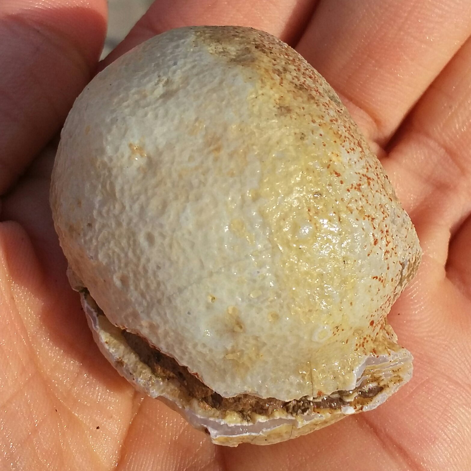 سنگ راف خام عقیق توپی برش نخورده 100 در 100 طبیعی سرشار از خواص شاهکار خلقت
با قابلیت ساخت چند نگین بینظییر
کد 8763