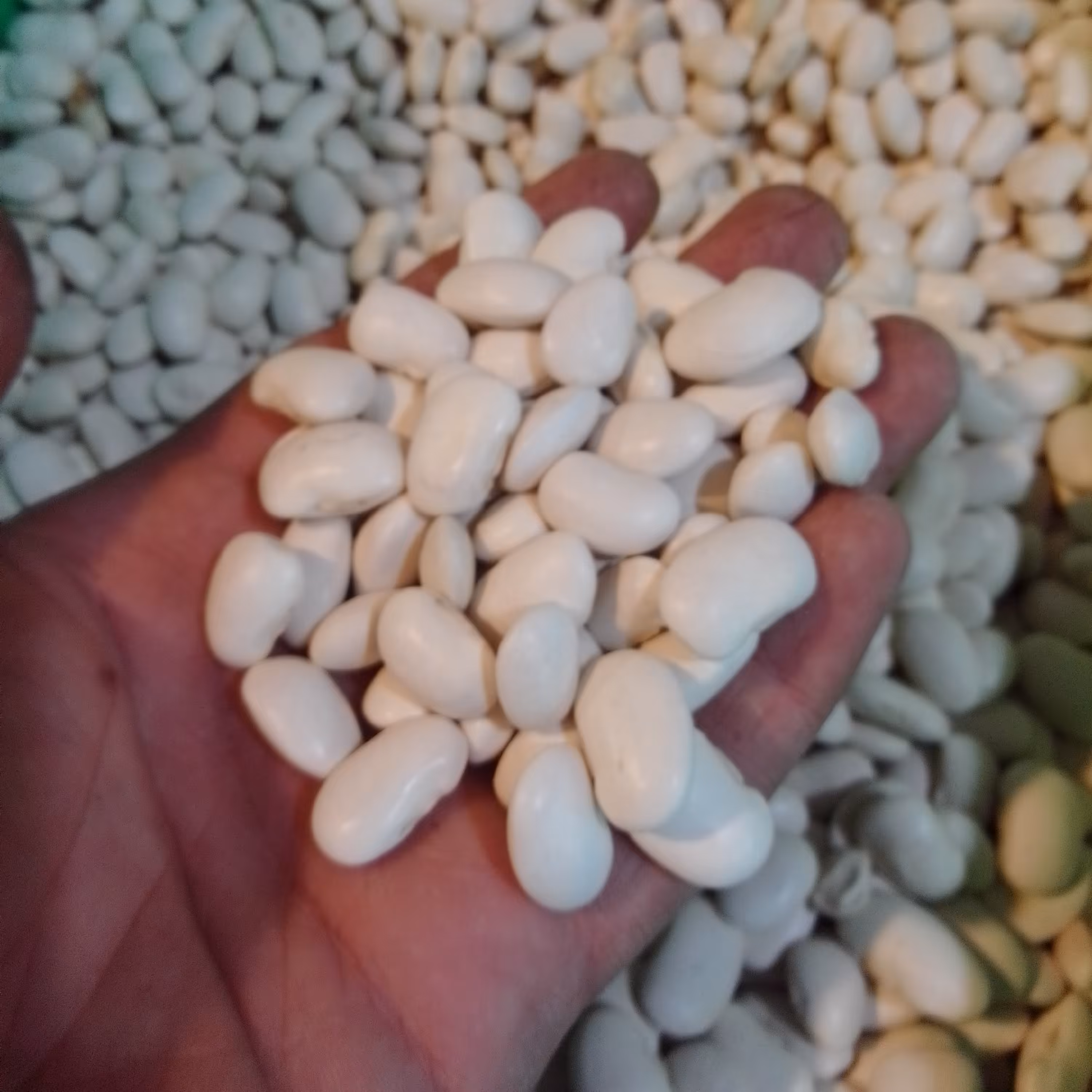 لوبیای سفید درجه یک و اعلا خوش پخت و خوشمزه مخصوص حاج علی ( یک کیلو گرم )