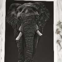 تابلو  نقاشی چهره  سیاهقلم