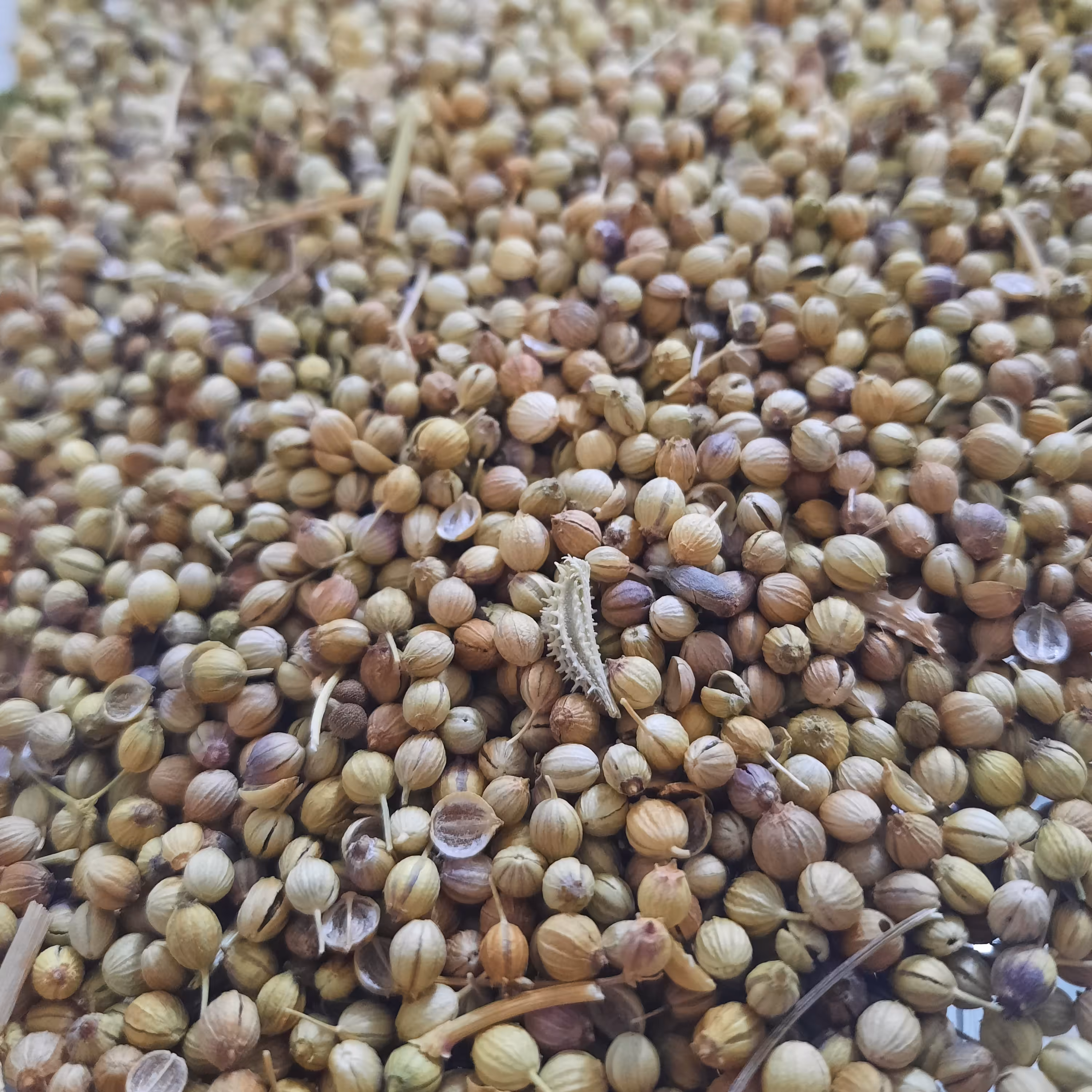 تخم گشنیز 100 گرمی