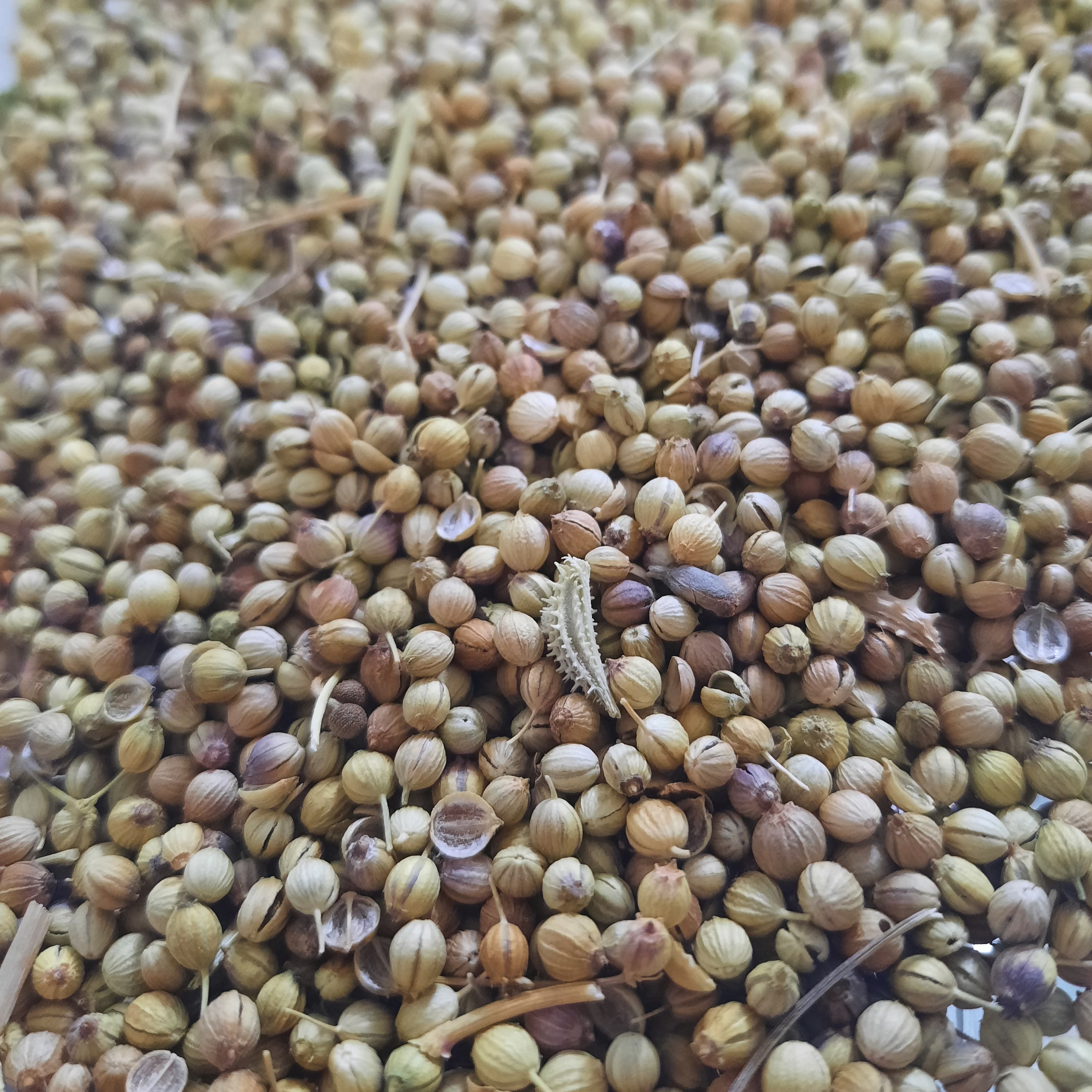 تخم گشنیز 100 گرمی