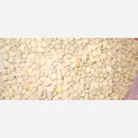 عدس ریز (دیمی) امسال مستقیم از کشاورز خرید کن بدون کوچکترین سم وکودی شیمیایی
