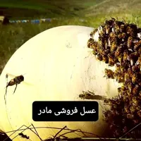 عسل طبیعی کوزه مومدار( عسل فروشی مادر )