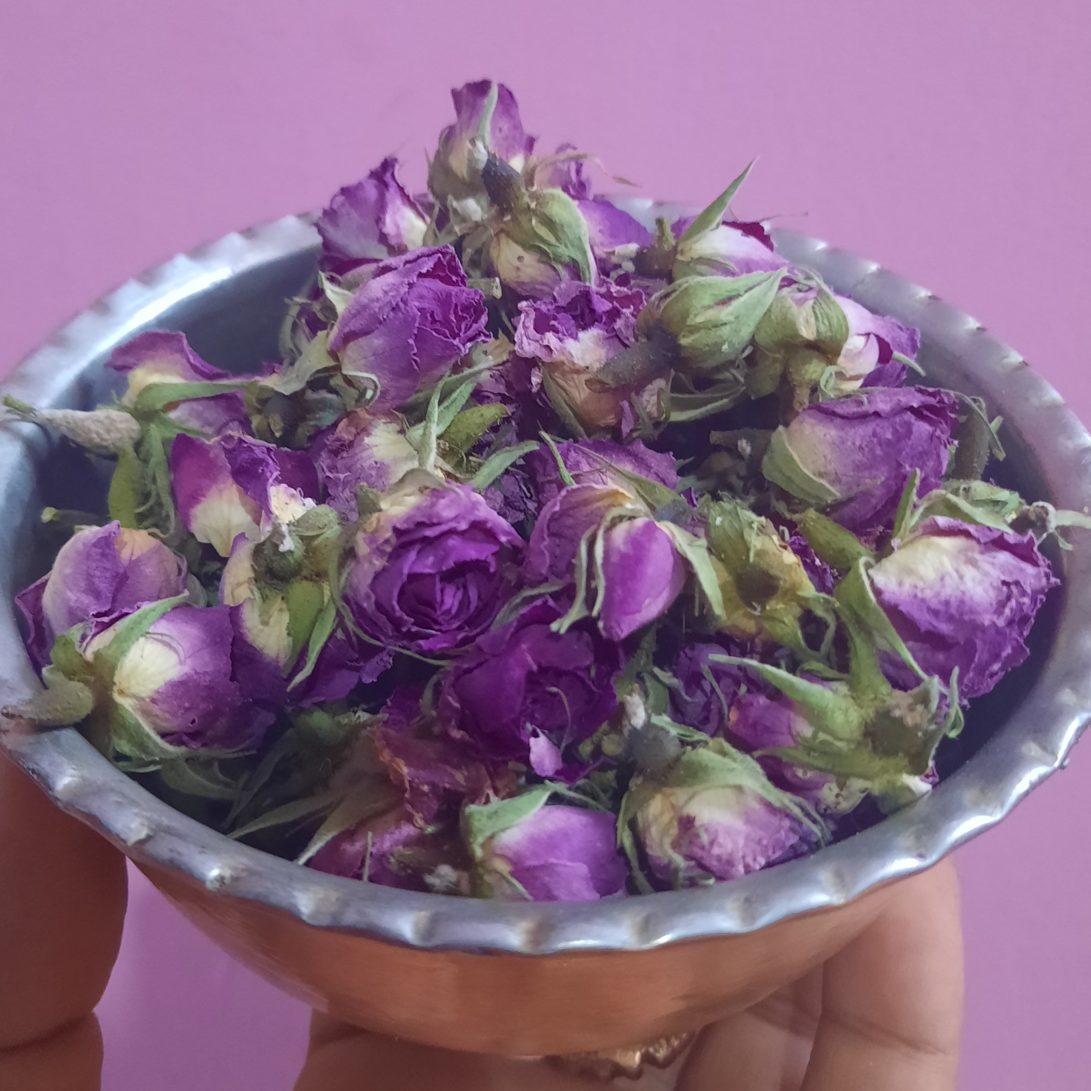 غنچه گل محمدی