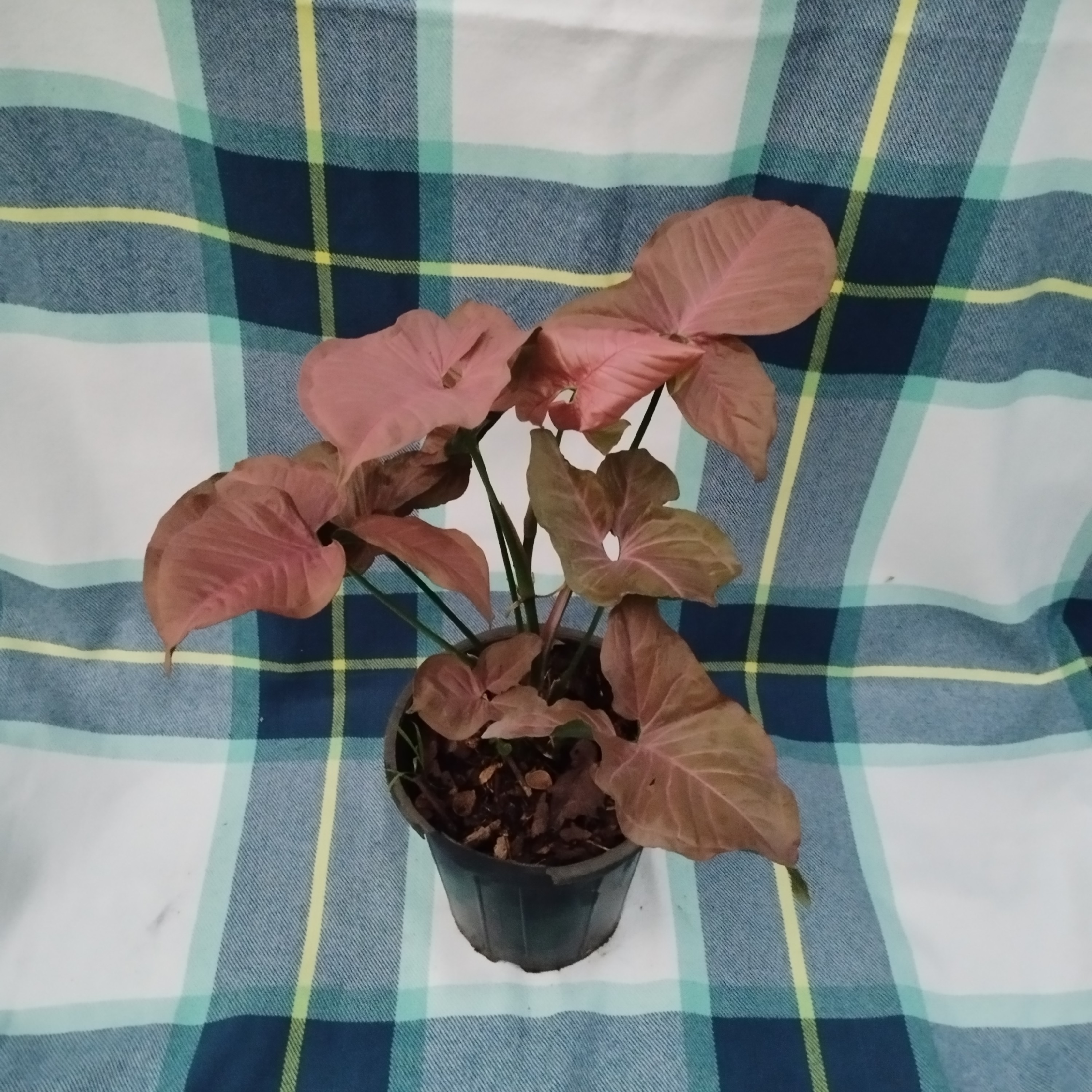 گل سنگنیوم صورتی گلدان 14