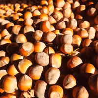 فندق خام درجه یک تازه 1401 (3 کیلوگرم) ویژه فیدنو