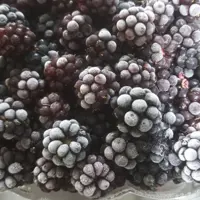 بلک بری فریز شده