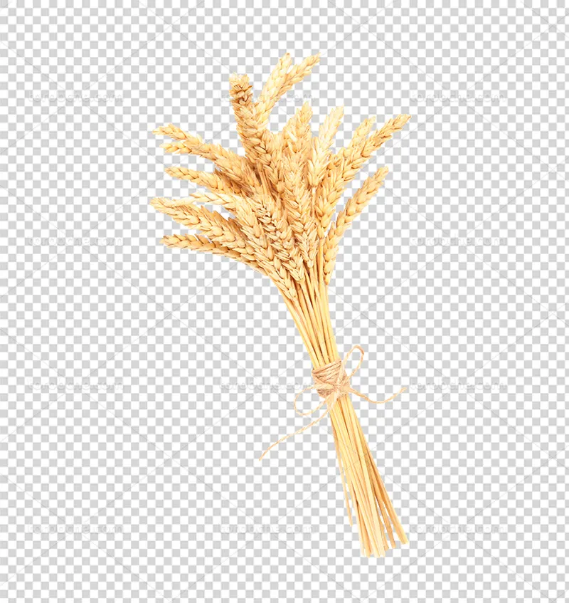عکس PNG خوشه گندم | گرافیک با طعم تربچه