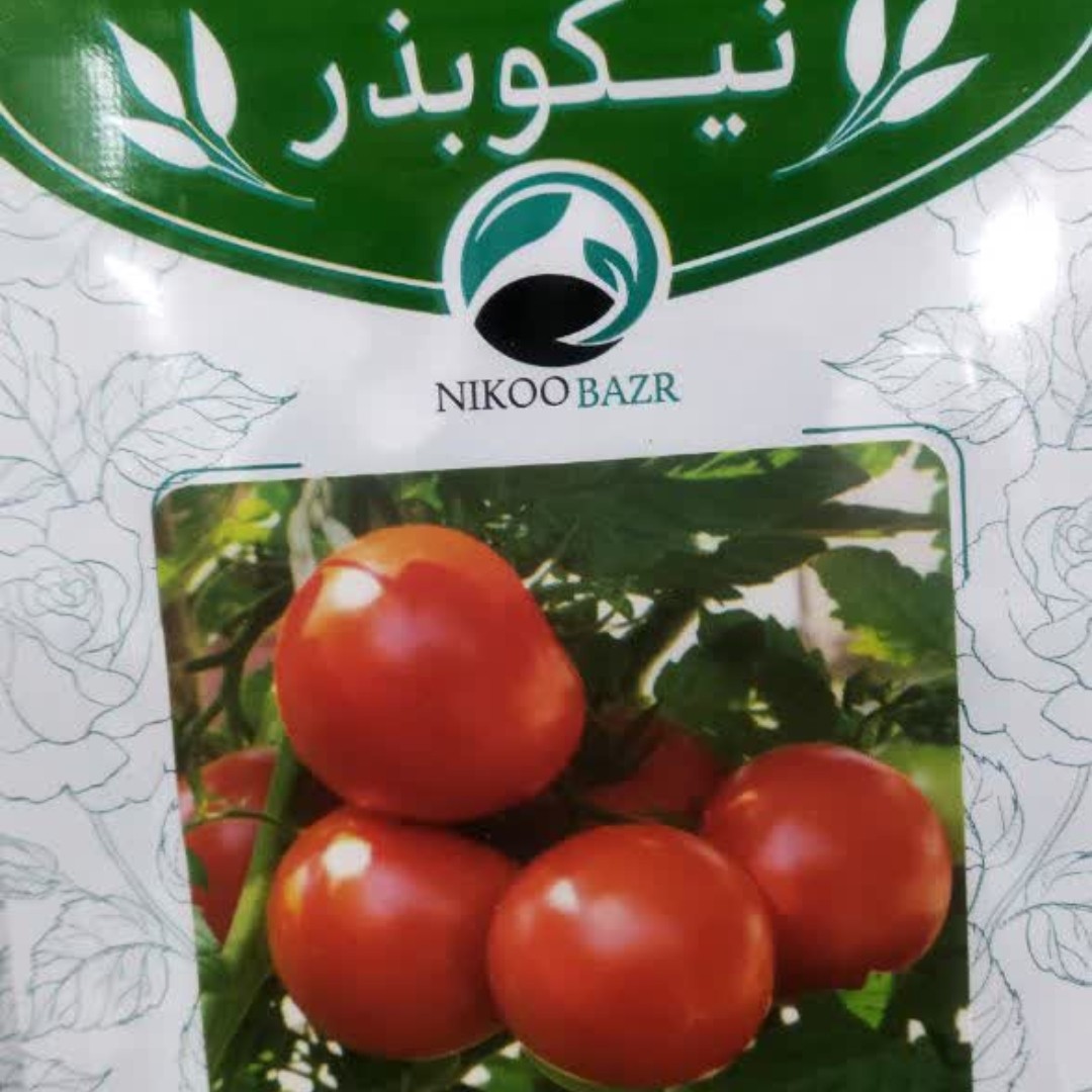 بذر گوجه