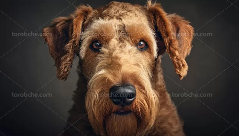 عکس سگ قهوه ای | گرافیک با طعم تربچه
